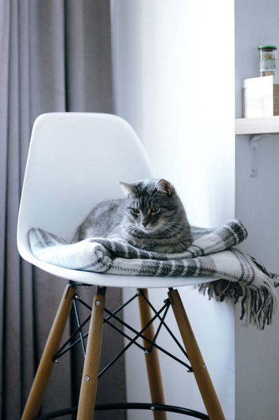 gatto sulla sedia - Foto, immagini