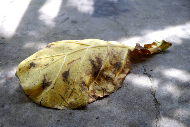 インドのアーモンドの葉は、 Terminalia catappa木から来ています - 写真・画像