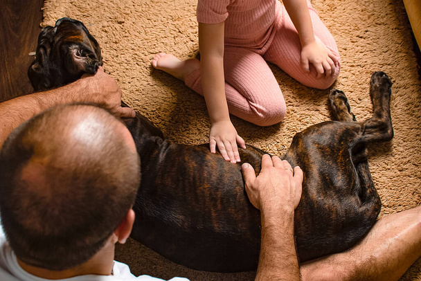 Φροντίδα κατοικίδιων. Έγκυος σκύλος πριν από τον τοκετό στην οικογένεια - Φωτογραφία, εικόνα