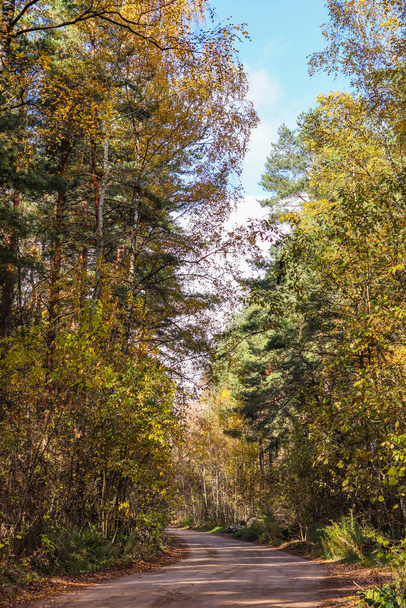 美しい秋の森と道路。木々の鮮やかな黄色の葉。自然背景 - 写真・画像