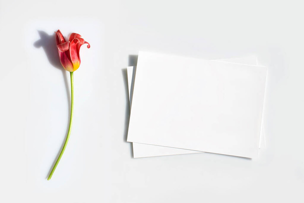 Mockup poster or flyer for presentation, white paper and tulip flower with hard shadow on a gray background in a elegant modern minimalist style. Congratulations blank, stationery, invitation - 写真・画像