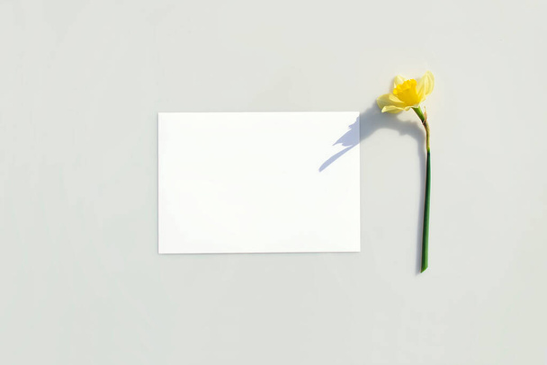 Mockup poster or flyer for presentation, white sheet of paper and daffodil flower with hard shadow on a gray background in a elegant modern minimalist style. Stationery, business card or invitation - Fotografie, Obrázek