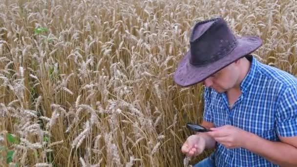  A férfi kezek füleket és búzát vizsgálnak a mezőn. Mezőgazdasági vállalkozás. - Felvétel, videó