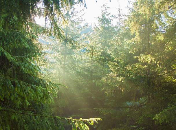 Morgen im Wald - Foto, Bild