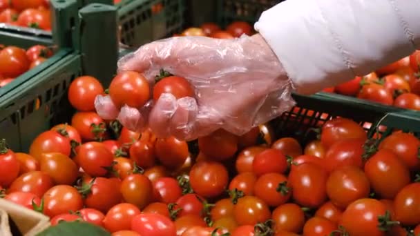 A nő cseresznyés paradicsomot vesz a zöldségpiacon. - Felvétel, videó