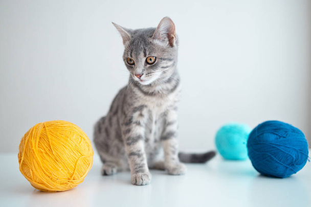 灰色の壁の背景に白いテーブルの上にオレンジ色と青の糸のネジでふわふわかわいい国内猫。ペットの楽しさ - 写真・画像