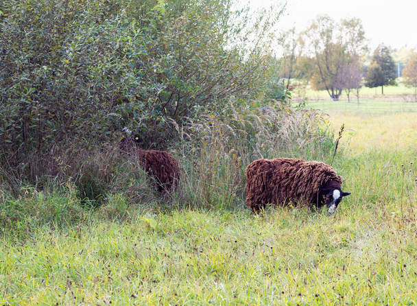Коричневые овцы пасутся на зеленом лугу, голодные животные едят траву - Фото, изображение