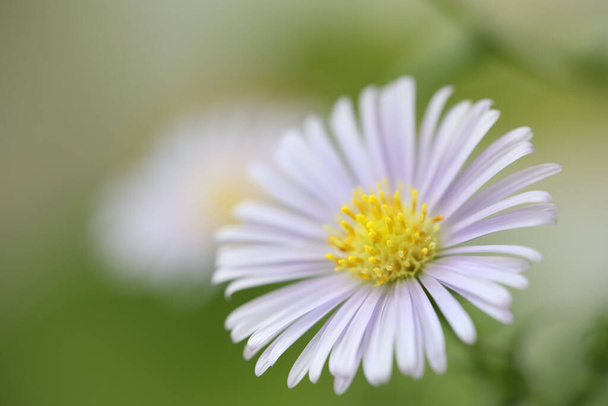 Μικρό μωβ λουλούδι Άστερ closeup - Φωτογραφία, εικόνα