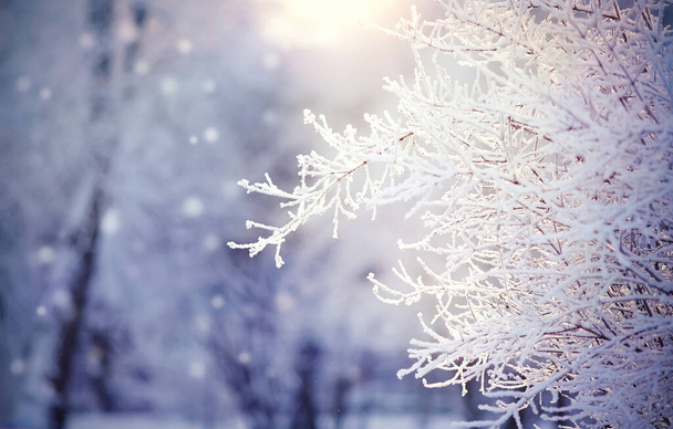 Las ramas en las heladas y la nieve en el invierno, se iluminan con el sol
. - Foto, Imagen