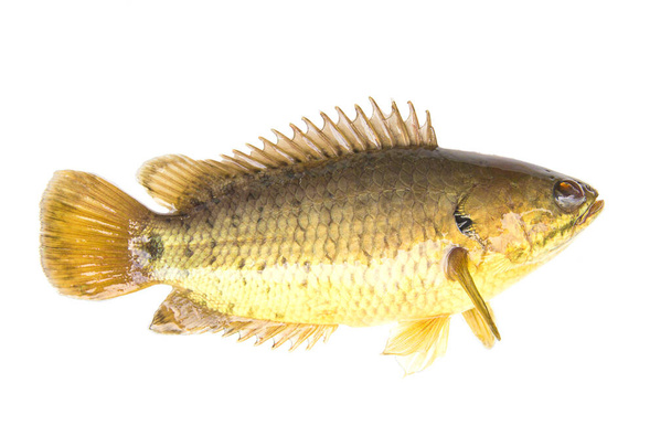Tırmanan tünek ya da tırmanan gourami, Altın Balık, izole edilmiş beyaz arkaplan - Fotoğraf, Görsel