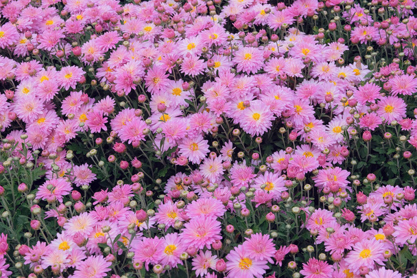 Chrysanthèmes papier peint. Rose fond pittoresque lumineux. Chrysanthèmes ouverts bourgeons en pépinière. - Photo, image