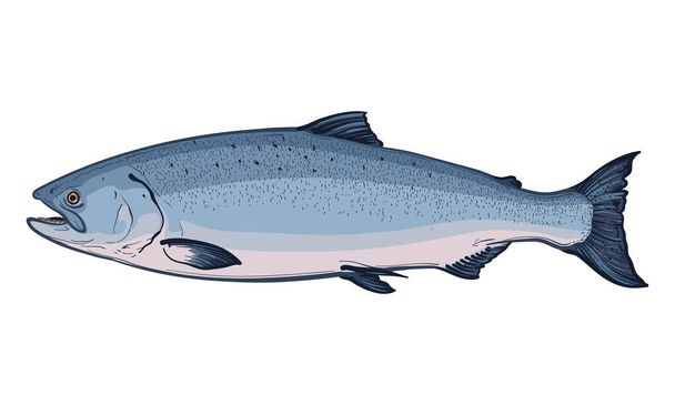 Salmon isolated on a white background. Color vector illustration of a fish. - Vector, afbeelding