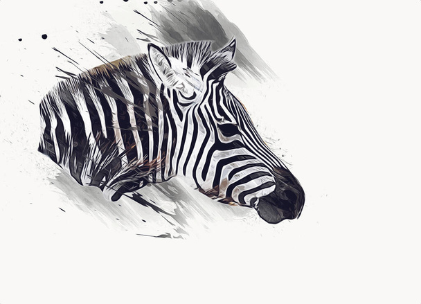 ゼブラの絵、アフリカの哺乳類のイラスト - 写真・画像