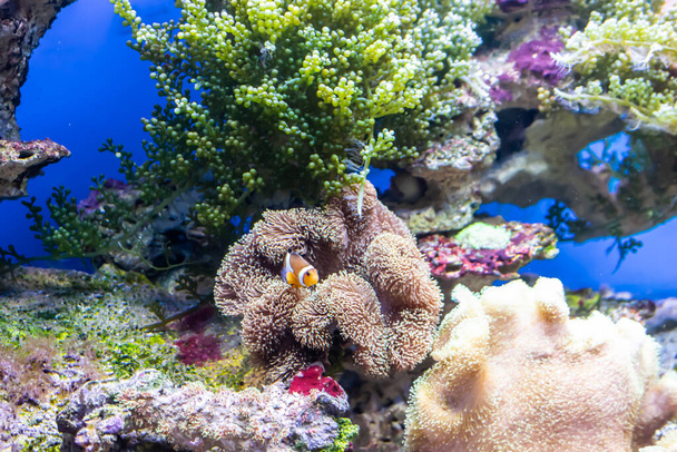 Heteractis magnifica egy szép korallzátony hátterében - Fotó, kép