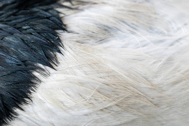 plumas de urraca blanca y negra con formas visibles. - Foto, imagen