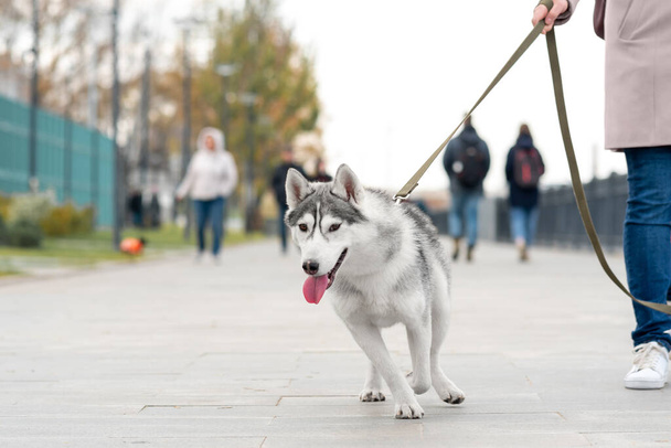 husky dog walks with owner in city park in an autumn day - Фото, изображение