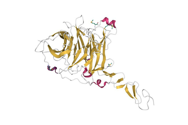 A sündisznó kölcsönhatásban lévő fehérje (HHIP) kristályszerkezete. 3D rajzfilm modell, másodlagos struktúra színes rendszer, PDB 3ho4, fehér háttér. - Fotó, kép