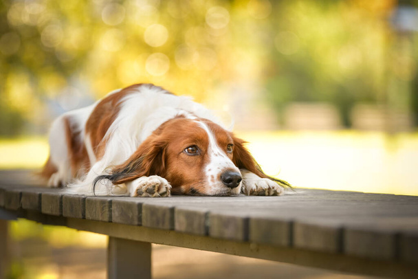 kooikerhondje leží na lavičce. Je to tak roztomilý pes. - Fotografie, Obrázek