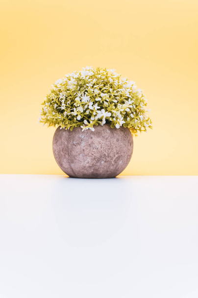 flowering plant in a terracotta vase with white flowers on a white yellow background with copy space - Фото, зображення
