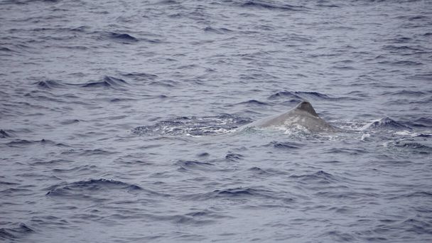 アクロアの大西洋の精子クジラは - 写真・画像