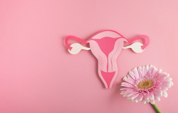 女性の健康、生殖システムの概念。ピンクの背景に装飾モデル子宮と花。トップビュー、コピースペース - 写真・画像