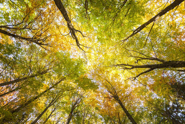 foliage inside an Italian forest at fall - Photo, Image