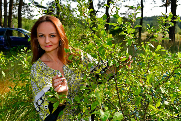 Красива молода жінка збирає дикі ягоди влітку в лісі
. - Фото, зображення