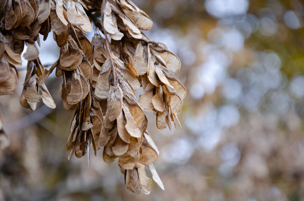 Kuru Amerikan akçaağaç dalında rüzgarda sallanan akçaağaç tohumları. Yapraksız ağaç dalları. Sonbahar mevsimi konsepti. - Fotoğraf, Görsel