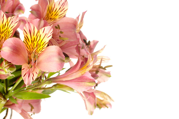 букет красивых цветов альстромерии на белом фоне
 - Фото, изображение