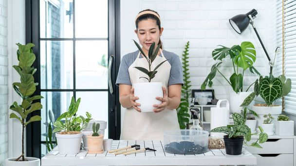 Asian woman gardener in casual clothes, take care of plants and holding a pot with plant after transplanting plant into new pot in the room at home while hobby activity, Concept of home garden - Foto, imagen