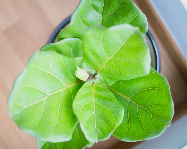 Ficus lyrata pot plant з великим, зеленим, блискучим листям, посадженим у чорному горщику, що сидить на легкій дерев'яній підлозі, ізольованій на яскравому, білому тлі
. - Фото, зображення