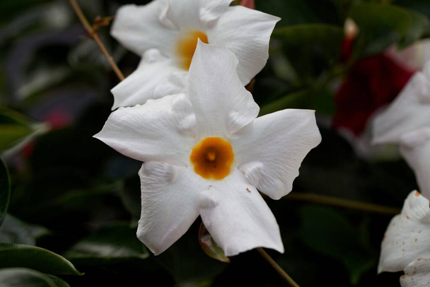 Bloem van een Chileense jasmijn, Mandevilla laxa - Foto, afbeelding