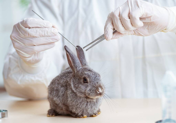 Scientist doing testing on animals rabbit - Photo, Image