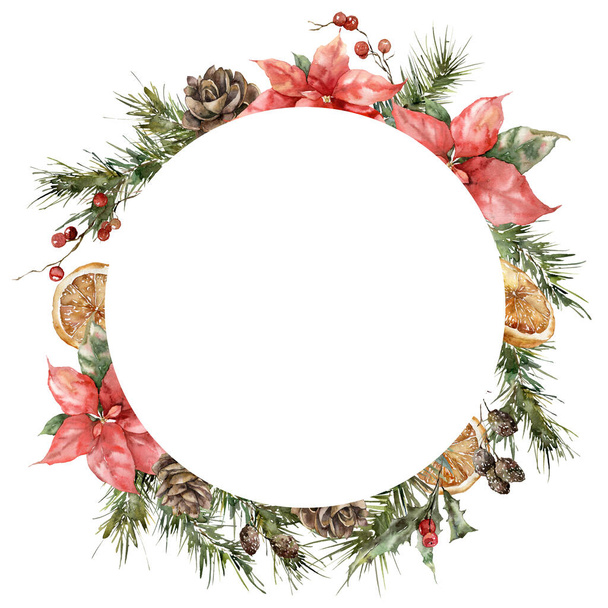 Watercolor Christmas circle frame of poinsettia, spruce branches, cones and lemon. Hand painted holiday card of flowers isolated on white background. Illustration for design, print, background. - Fotoğraf, Görsel