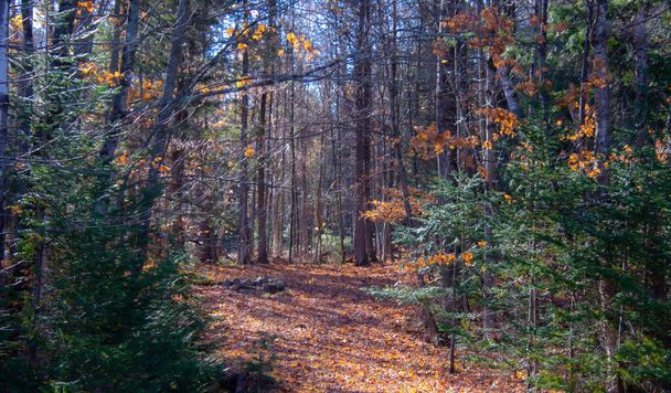 晴れた朝の秋の森 - 写真・画像