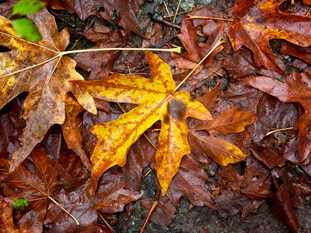 Осенний лес на острове Ванкувер в Британской Колумбии - Фото, изображение