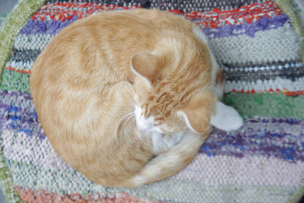 Кот спит на образцах ковров в турецкой ковровой лавке - Фото, изображение