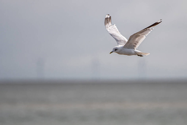Seagull in Flight over the Wadden Sea, Γερμανία - Φωτογραφία, εικόνα