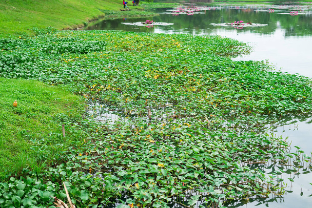 Folhas verdes flutuam na água. Lago calmo com folhas frescas de árvores. Superfície de água tranquila. Foco seletivo. Close-up. - Foto, Imagem