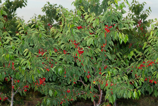 Cseresznyefa érett gyümölcsökkel. Piros bogyóval szórt ágak. - Fotó, kép
