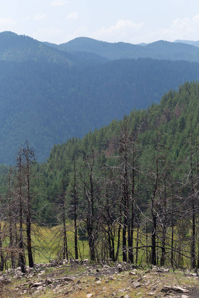 Последствия пожара в лесах Болгарии. Обугленные, мертвые хвойные деревья. Экологическая катастрофа. - Фото, изображение