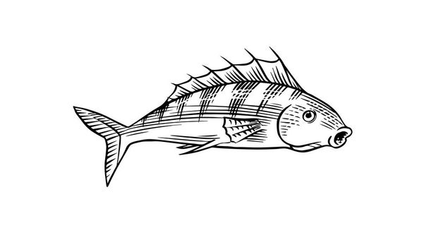 Flussfische. Meeresbewohner. Süßwasseraquarien. Meeresfrüchte auf der Speisekarte. Handgezeichnet in einer alten Vintage-Skizze. Vektorillustration. Symbole des Ozeans. - Vektor, Bild