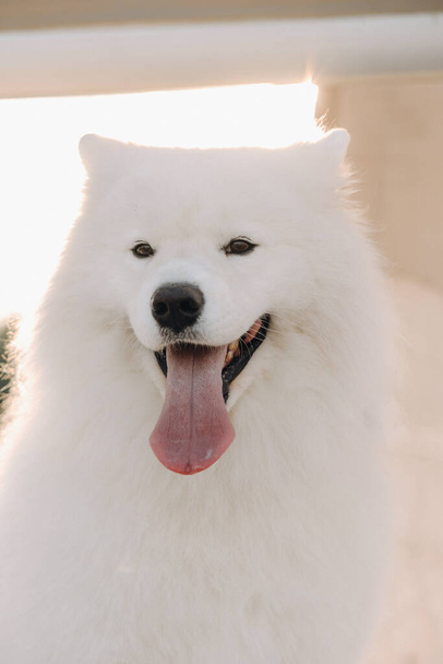 A large white Samoyed dog is sitting on the pier near the yacht. - Foto, immagini