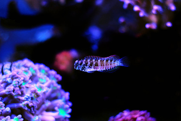 Starry or Snowflake blenny fish in coral reef aquarium tank - Foto, Bild