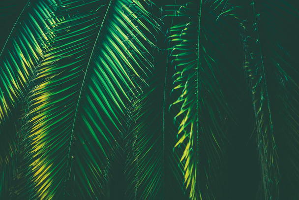 Tropische Palme Blätter Natur Hintergrund. Blatt aus nächster Nähe. Bläuliche Farbgebung. - Foto, Bild