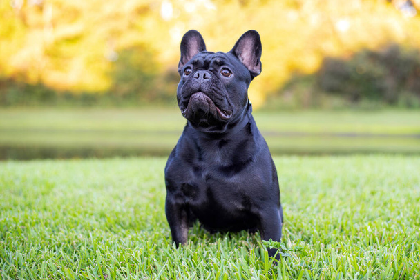 Black French Bulldog resting on grass at a park. Purebred Frenchie outdoors on a sunny afternoon. Dog enjoying outside. - Фото, зображення