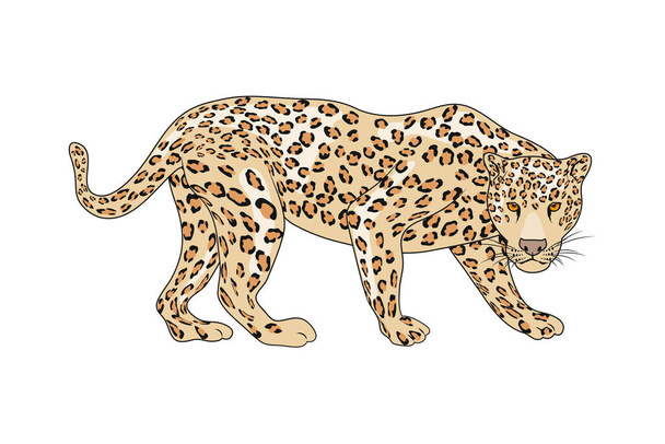 леопард дикий злодій
 - Вектор, зображення