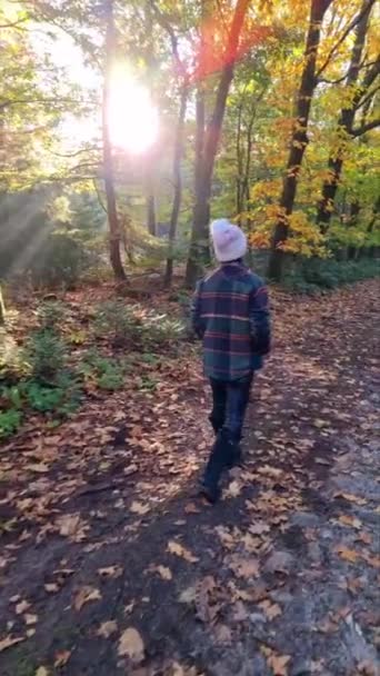 žena středního věku procházky v lese během podzimní sezóny v přírodě trekking s oranžovou červenou barvou stromů během podzimní sezóny v Nizozemsku Drentsche Aa - Záběry, video