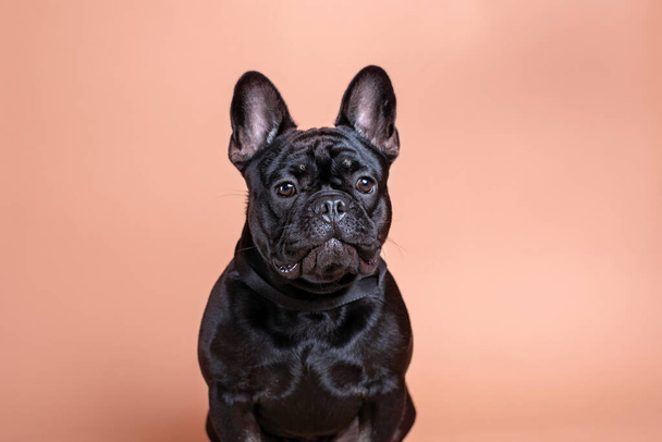 Purebred black French bulldog on tan background in studio. Portrait of Frenchie dog. - Zdjęcie, obraz