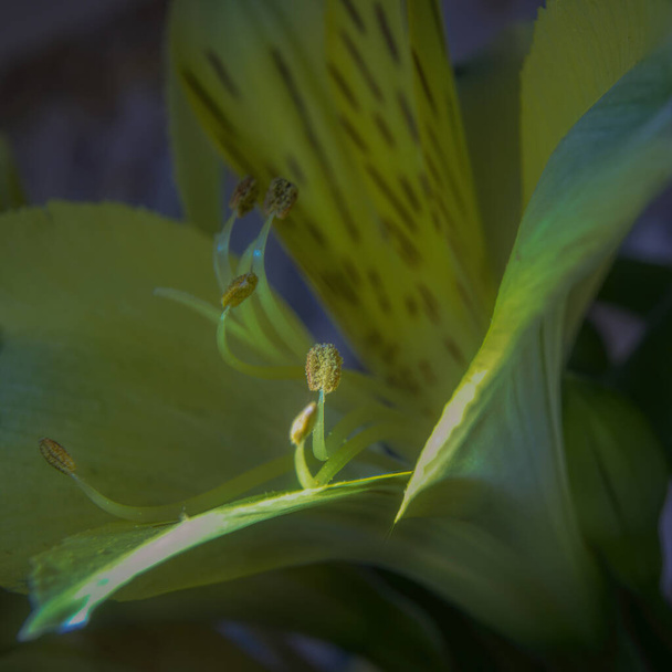 Makró közelkép oldalnézetben halványsárga és zöld alstroemeria virág mutató kapcsok és szirmok - Fotó, kép